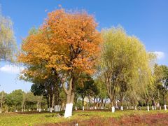 -九里河湿地公园