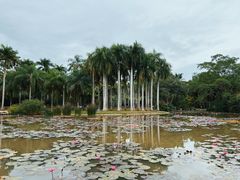 -中国科学院西双版纳热带植物园