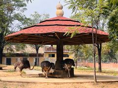 -石家庄市动物园