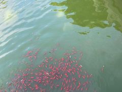 -北京国子监胡同