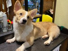 -more than meow吴止猫主题餐厅(承德 中船汇店)