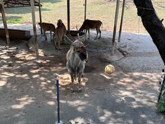 -深圳野生动物园
