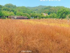 -红山村