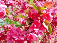 -海棠花溪(元大都城垣遗址公园)