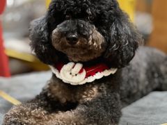 -1013 PET SHOP 宠物商店(近铁城市广场店)