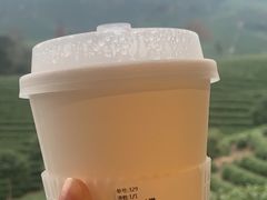 -白茶原·一片叶子