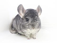 -龙猫仔乐园(惠福东路店)