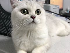 -宠颐生动物医院·猫科·心脏科(海口分院)