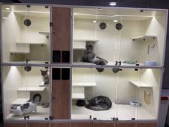 -十年猫舍·猫咪专门店(普陀店)