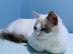 -喵的天空名猫咖啡馆·撸猫·猫舍·用品