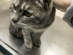 -仁华宠物医院(青羊店)