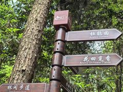 -铁山坪森林公园