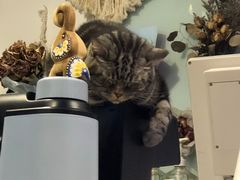 -平行世界·猫咖(首经贸店)