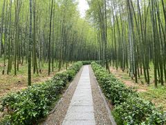 -大奇山国家森林公园