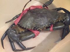 石头咕(芳村店)-石头咕(葵蓬店)