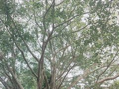 -海南热带野生动植物园