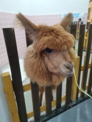 -Moni星球萌宠·小马宝莉·灵蛇·高端高阶全萌宠互动体验俱乐部(红豆国际广场店)