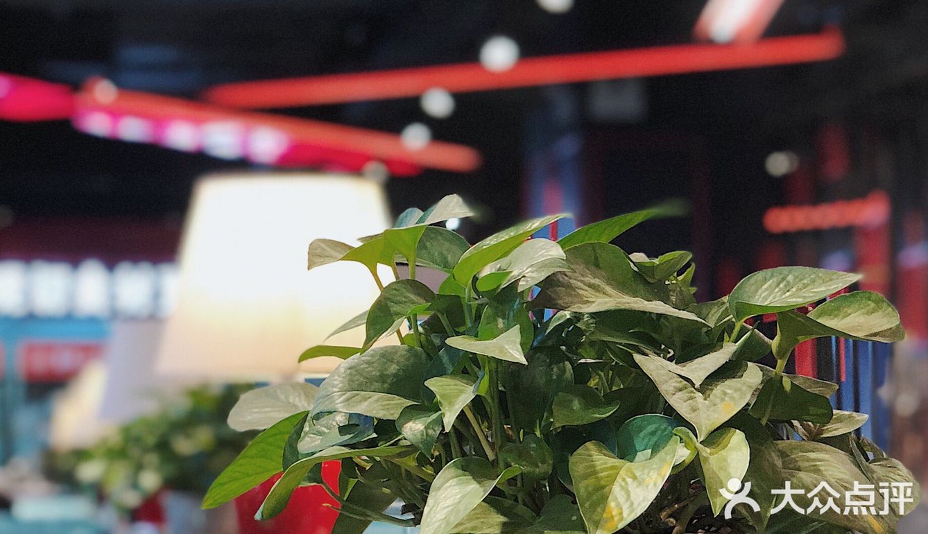 这是一家仅仅靠鸭肠，就让我一来再来的火锅店