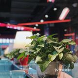 这是一家仅仅靠鸭肠，就让我一来再来的火锅店