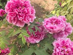 -洛阳市隋唐城遗址植物园