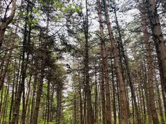 -帽儿山国家森林公园