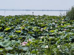-七的湖·晚芳亭·阳澄湖农家菜·大闸蟹(莲花岛店)