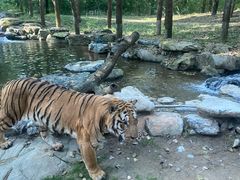 -北京野生动物园