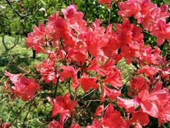 -南汇桃花村