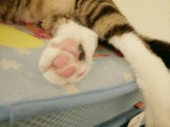 -萌喵宠狗爱心宠咖