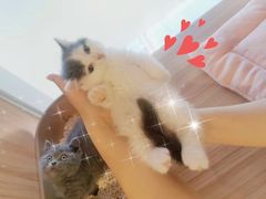 -十年猫舍·猫咪专门店(普陀店)