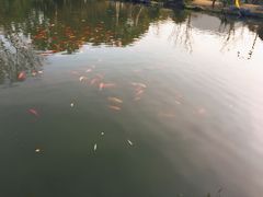 -西湖外事游船(花港观鱼码头)