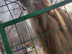 -长白岛森林公园