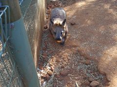 -费瑟代尔野生动物园