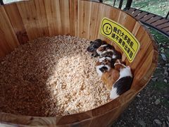 -丹樱生态园