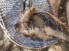 -步步高福朋喜来登·宜客乐西餐厅