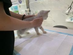 -萌兽医馆·宠物医院·猫骨科(创景店)