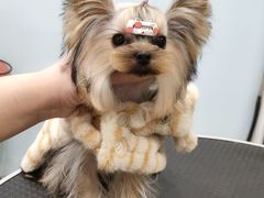 -欣怡宠物店