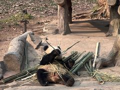 -都江堰中华大熊猫苑