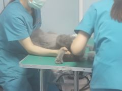-中农大我爱我爱24h动物医院·中医针灸·猫专科·骨科医疗中心(双井店)