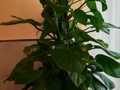 -鼎好家常菜(天桥店)