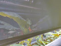 -植物园哈利亚餐厅