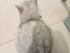 -怪兽屋·羊驼·猫咖·狗咖(俊华广场店)