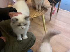 -猫咪派对(江南西店)
