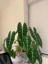 -安那般那皮肤年轻化ANAPANA