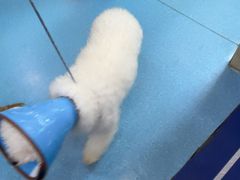 -宠颐生宠物医院·异宠猫科内科·诊疗中心宠巢店