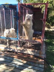 -萌宠亲子动物乐园(槐房万达店)