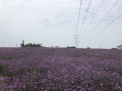 -紫颐香薰山谷景区