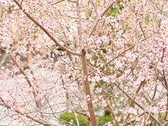 -桃花堤公园