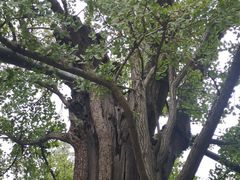 -上海佘山国家森林公园天马山园