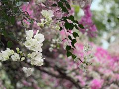 -深圳国际园林花卉博览园